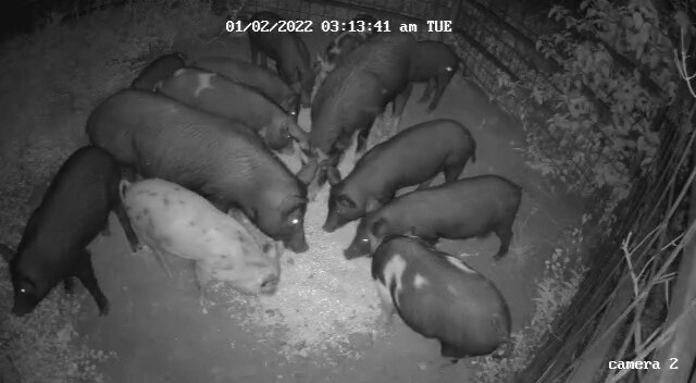 十几头猪吃东西的黑白俯拍